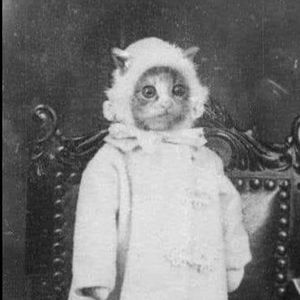 Meet your Posher, Kitty